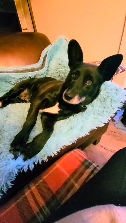 Enlarge Olive (bonded with Mabel), a ADOPTABLE mixed breed in Toronto, ON video 3/5