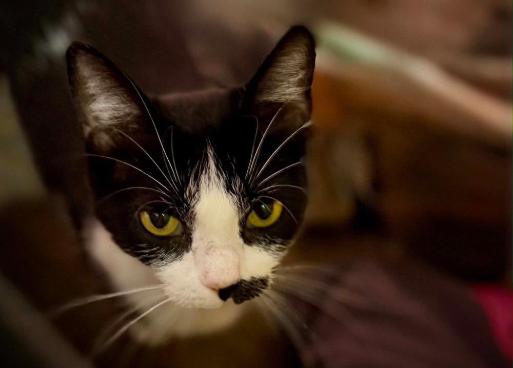 Kiwi, Adoptable, Young Female Domestic Short Hair.
