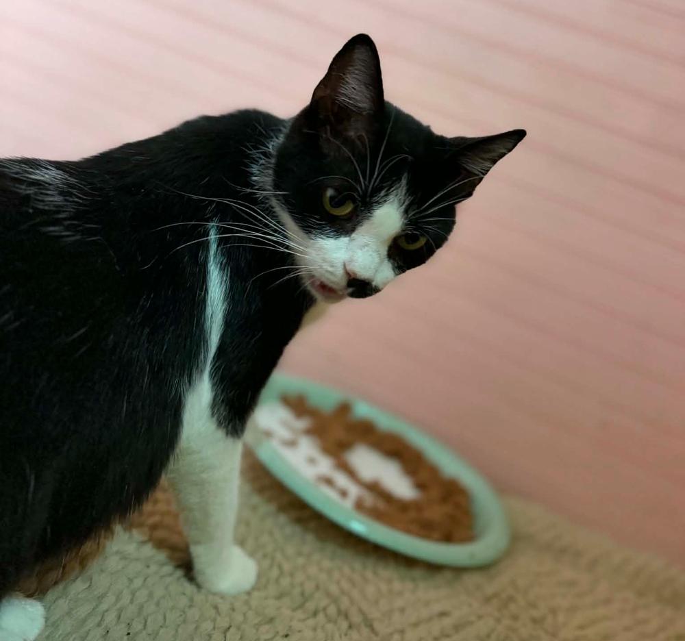 Enlarge Kiwi, a Adoptable mixed breed in South Bend, IN image 2/4