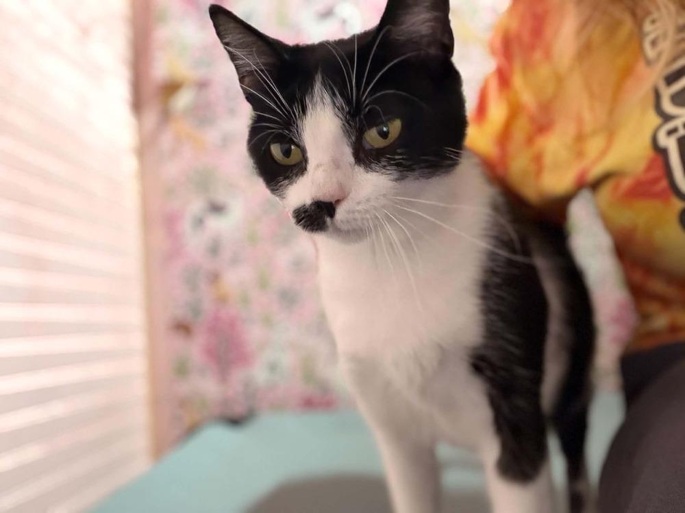 Enlarge Kiwi, a Adoptable mixed breed in South Bend, IN image 3/4