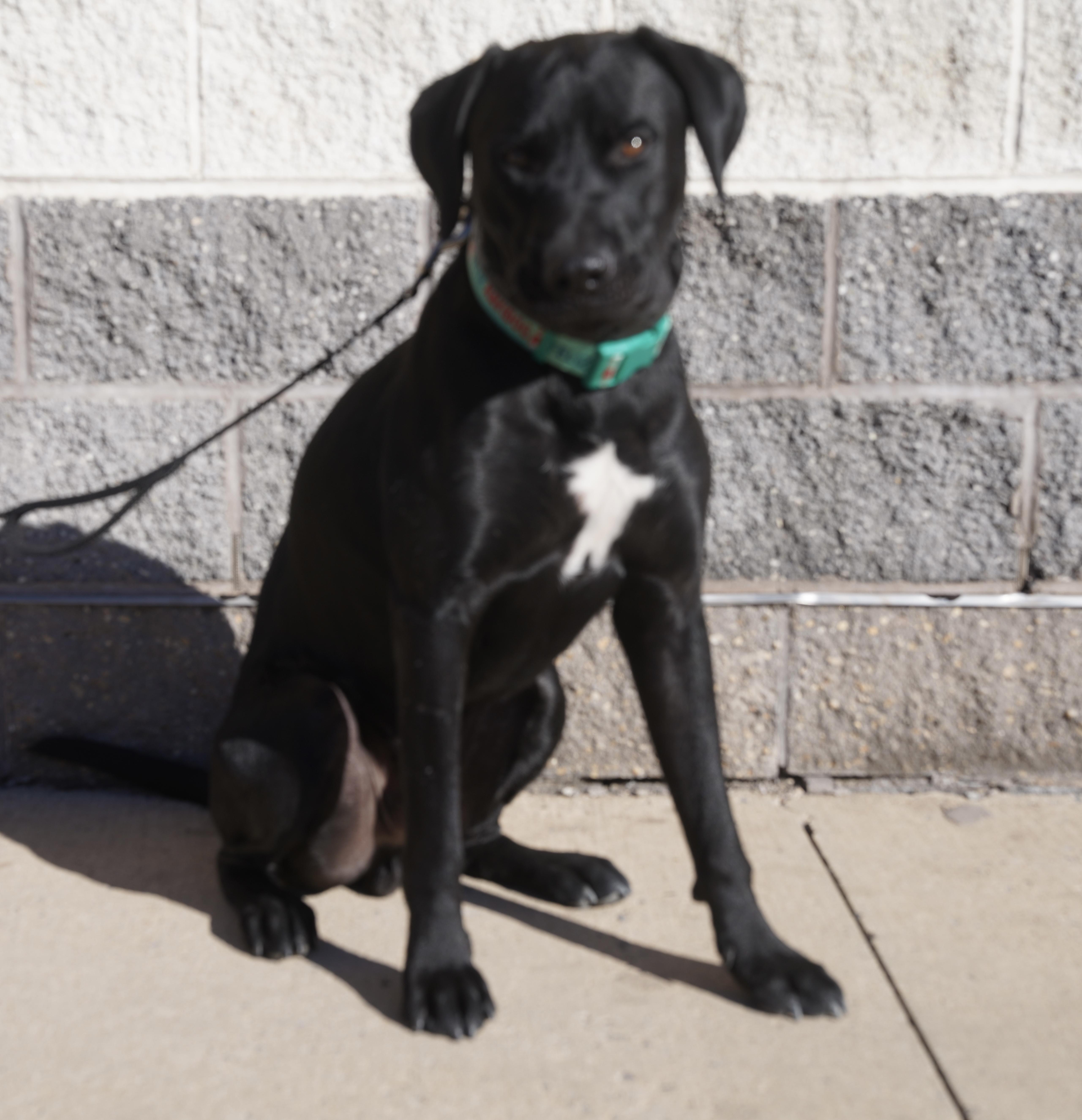 Big Bubba, a Adoptable Black Labrador Retriever in Pottsville, PA image 3/6