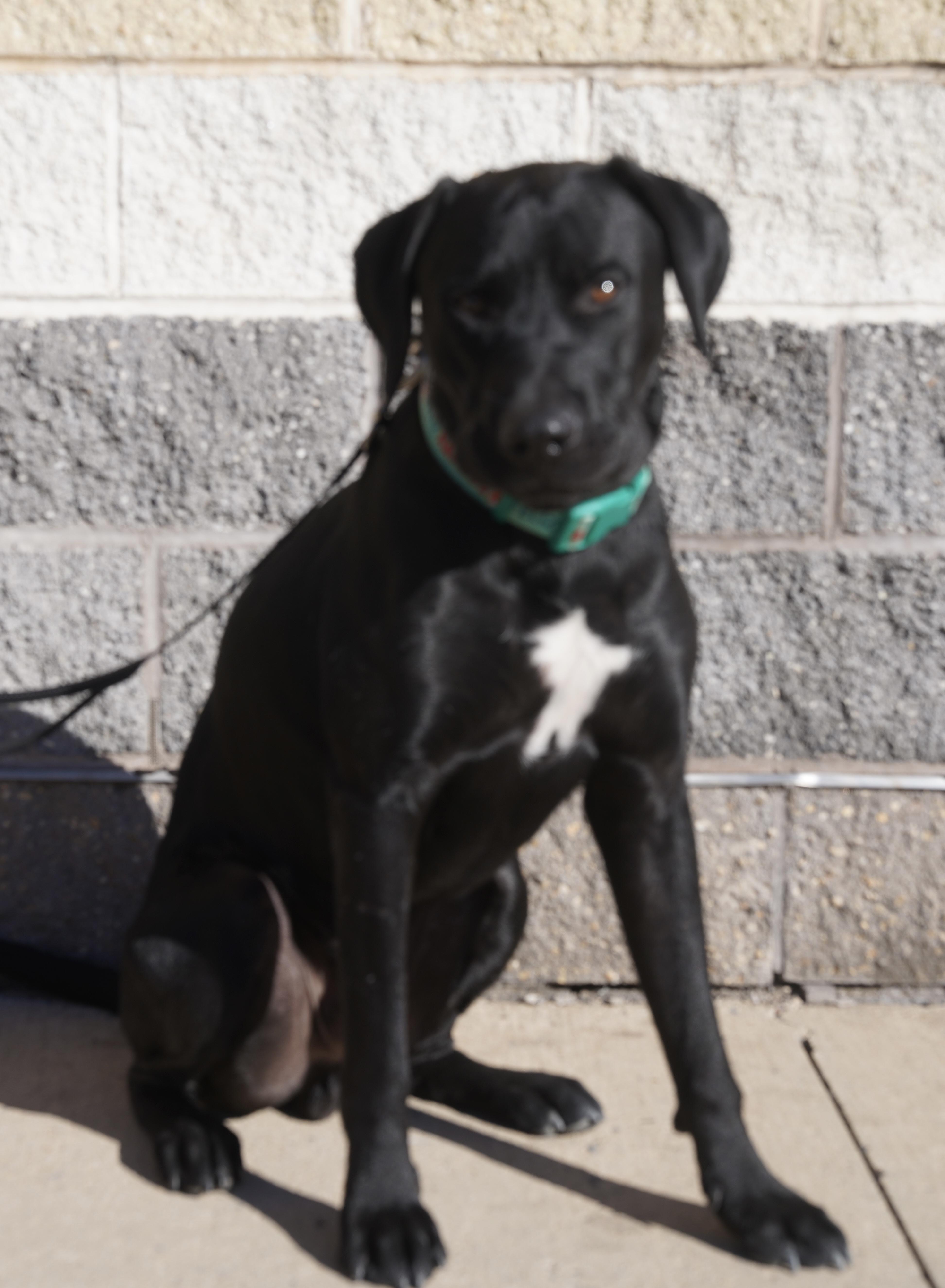 Big Bubba, Adoptable, Adult Male Black Labrador Retriever.