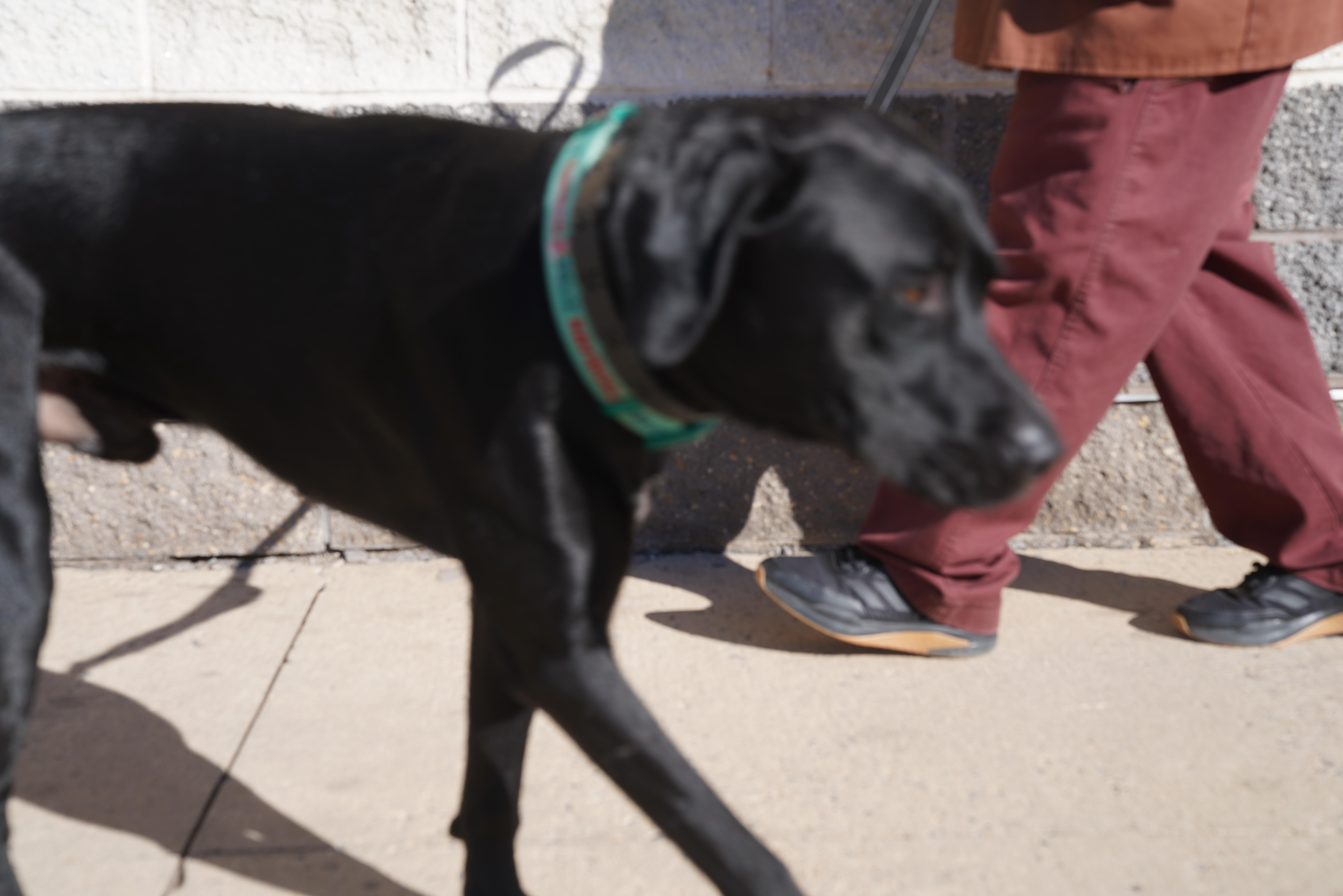 Big Bubba, a Adoptable Black Labrador Retriever in Pottsville, PA image 2/6