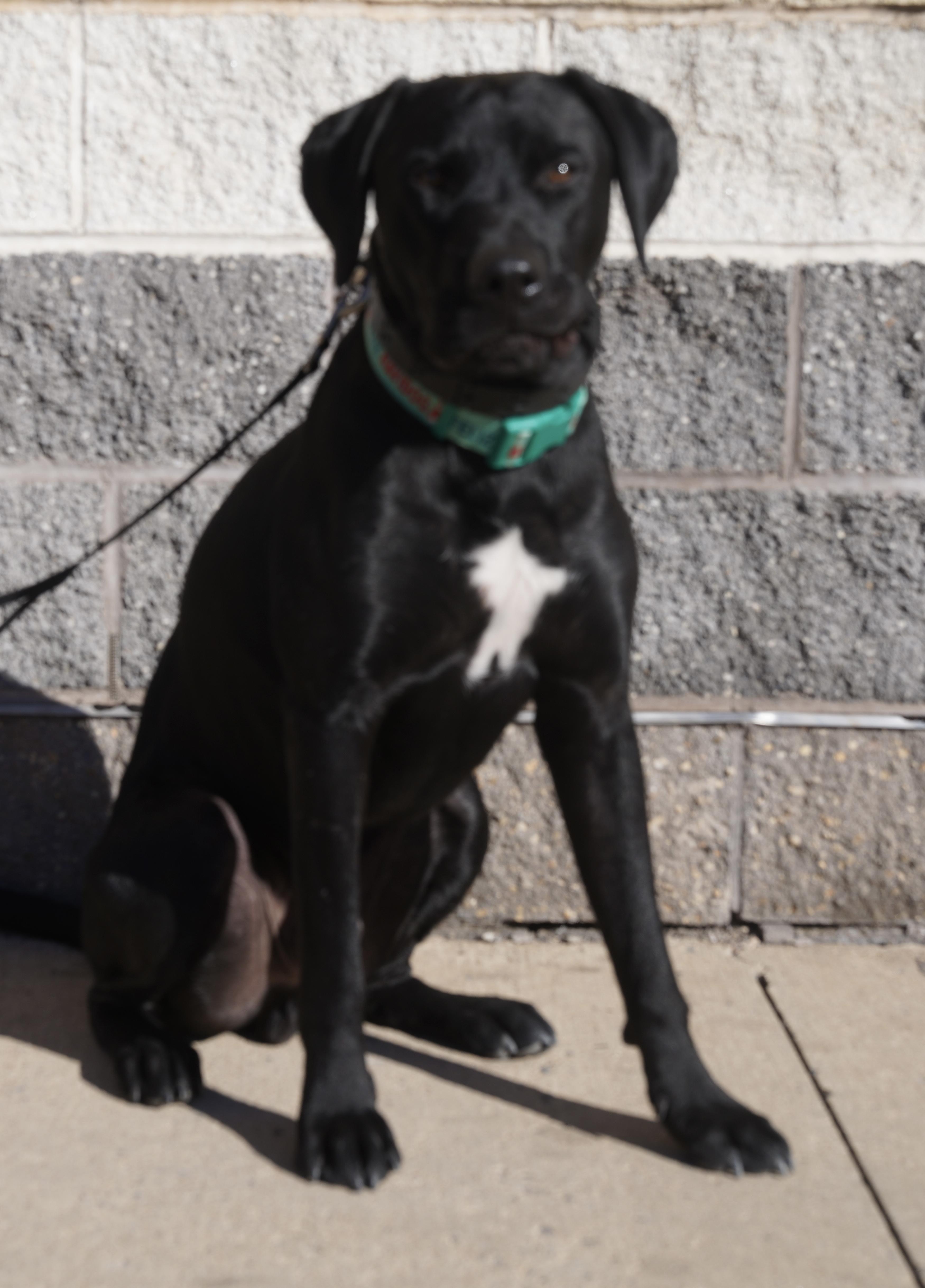 Big Bubba, a Adoptable Black Labrador Retriever in Pottsville, PA image 4/6