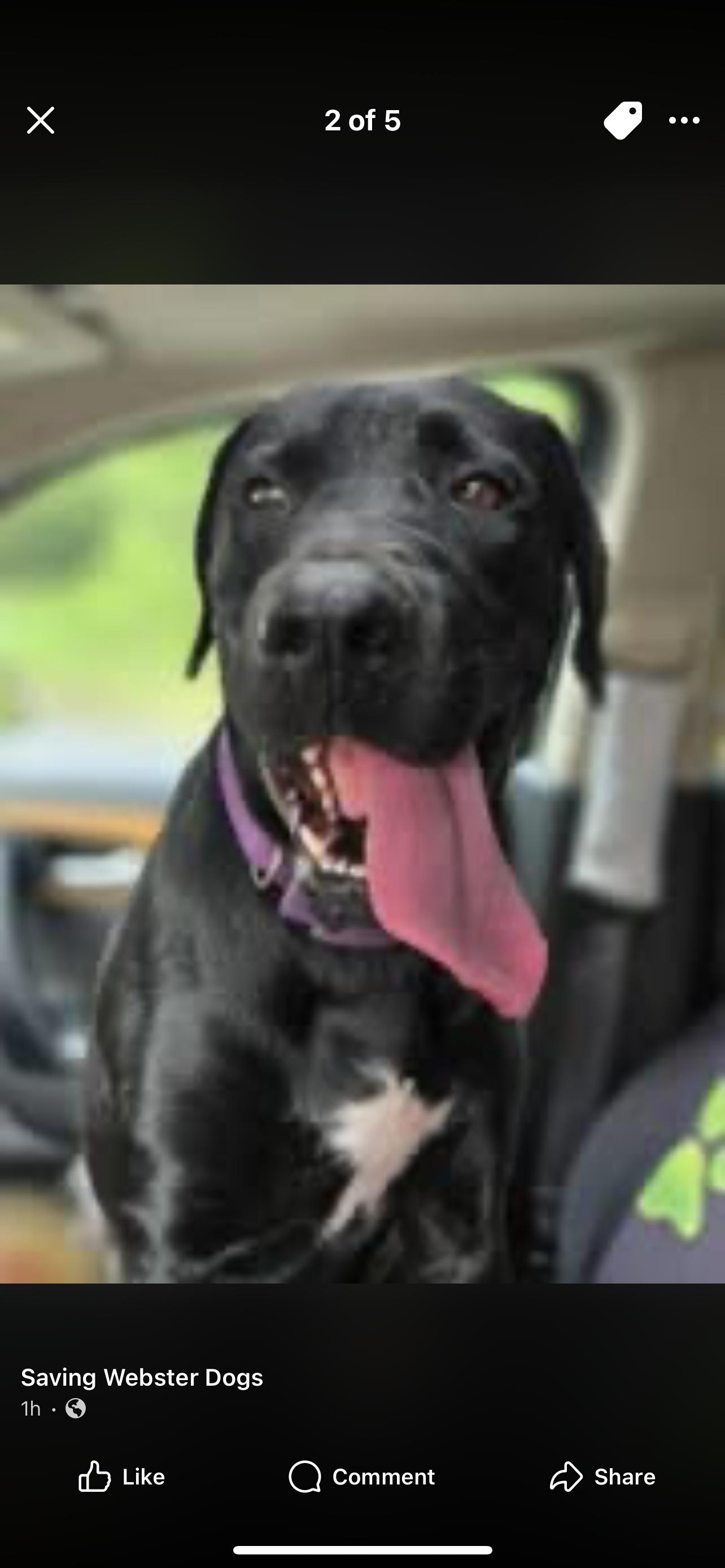 Big Bubba, a Adoptable Black Labrador Retriever in Pottsville, PA image 6/6