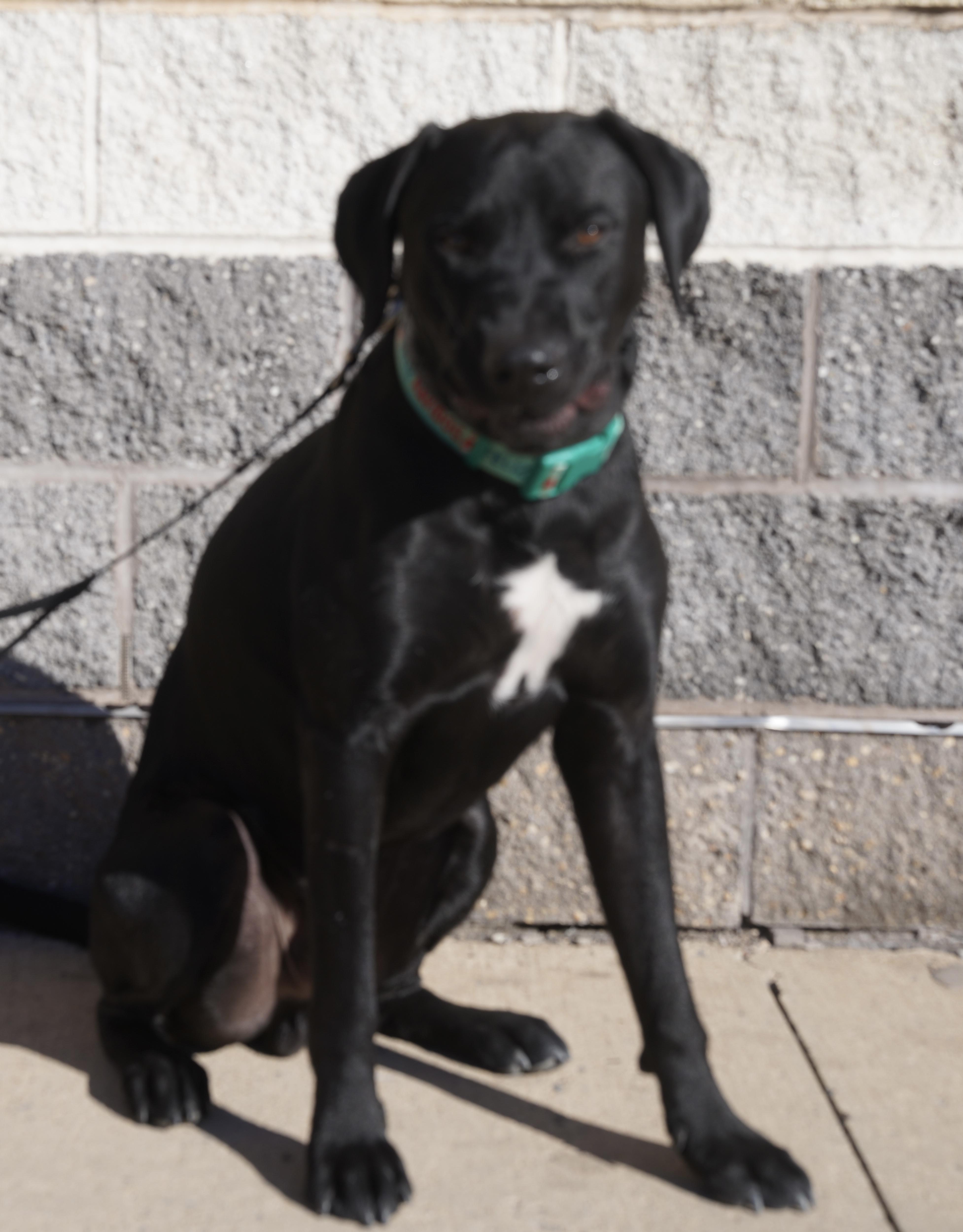 Big Bubba, a Adoptable Black Labrador Retriever in Pottsville, PA image 5/6