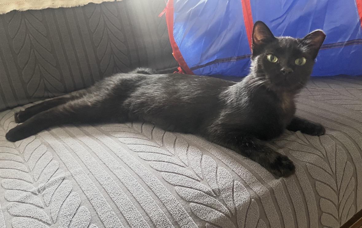 Enlarge Teresa ( sweet and friendly), a Adoptable Domestic Short Hair in Staten island, NY image 4/6