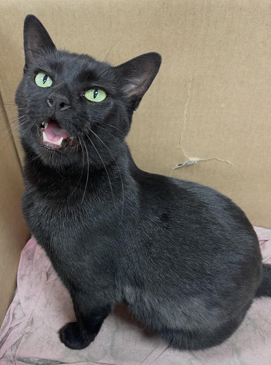 Enlarge Teresa ( sweet and friendly), a Adoptable Domestic Short Hair in Staten island, NY image 6/6
