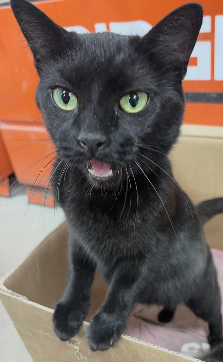 Enlarge Teresa ( sweet and friendly), a Adoptable Domestic Short Hair in Staten island, NY image 3/6