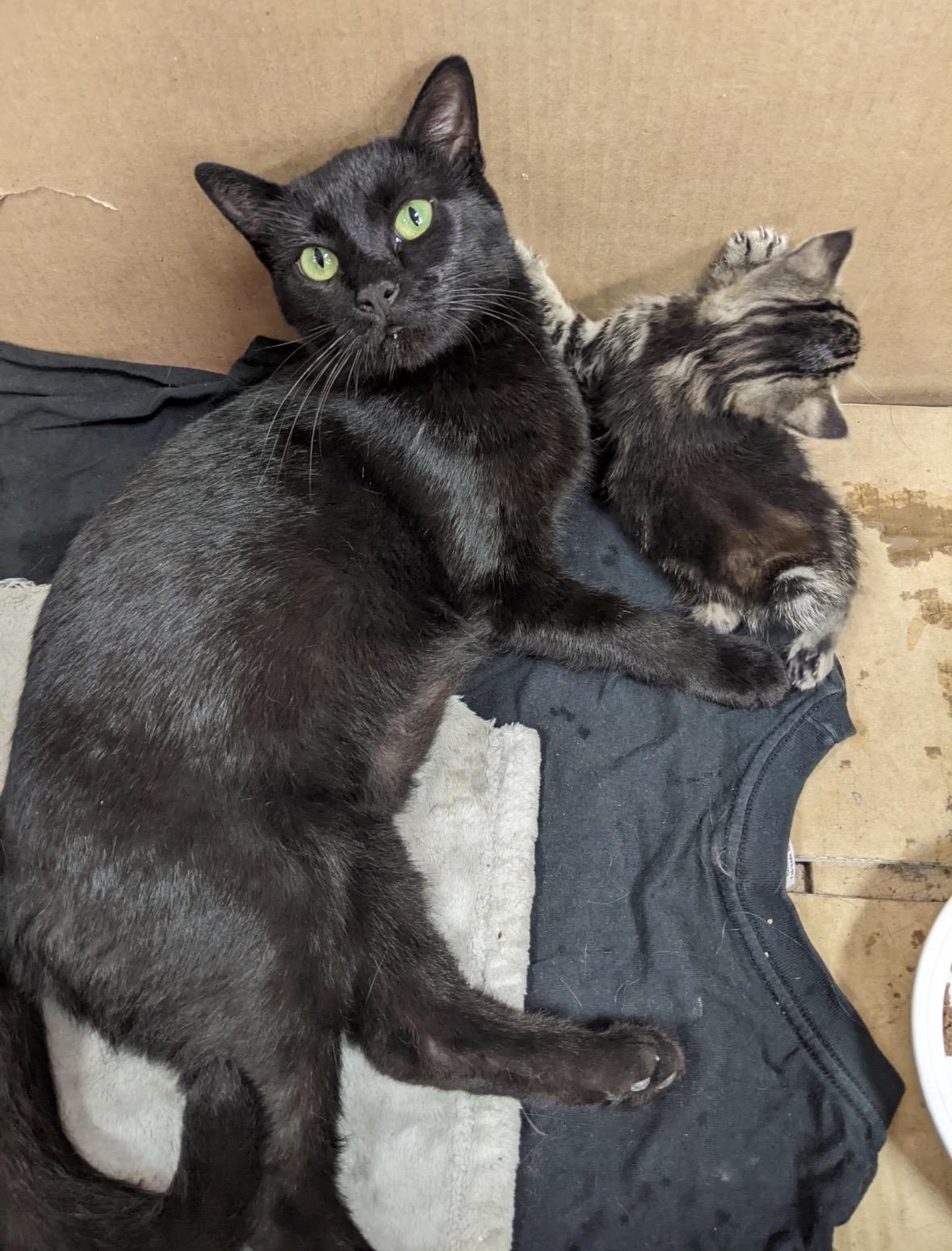Enlarge Teresa ( sweet and friendly), a Adoptable Domestic Short Hair in Staten island, NY image 2/6