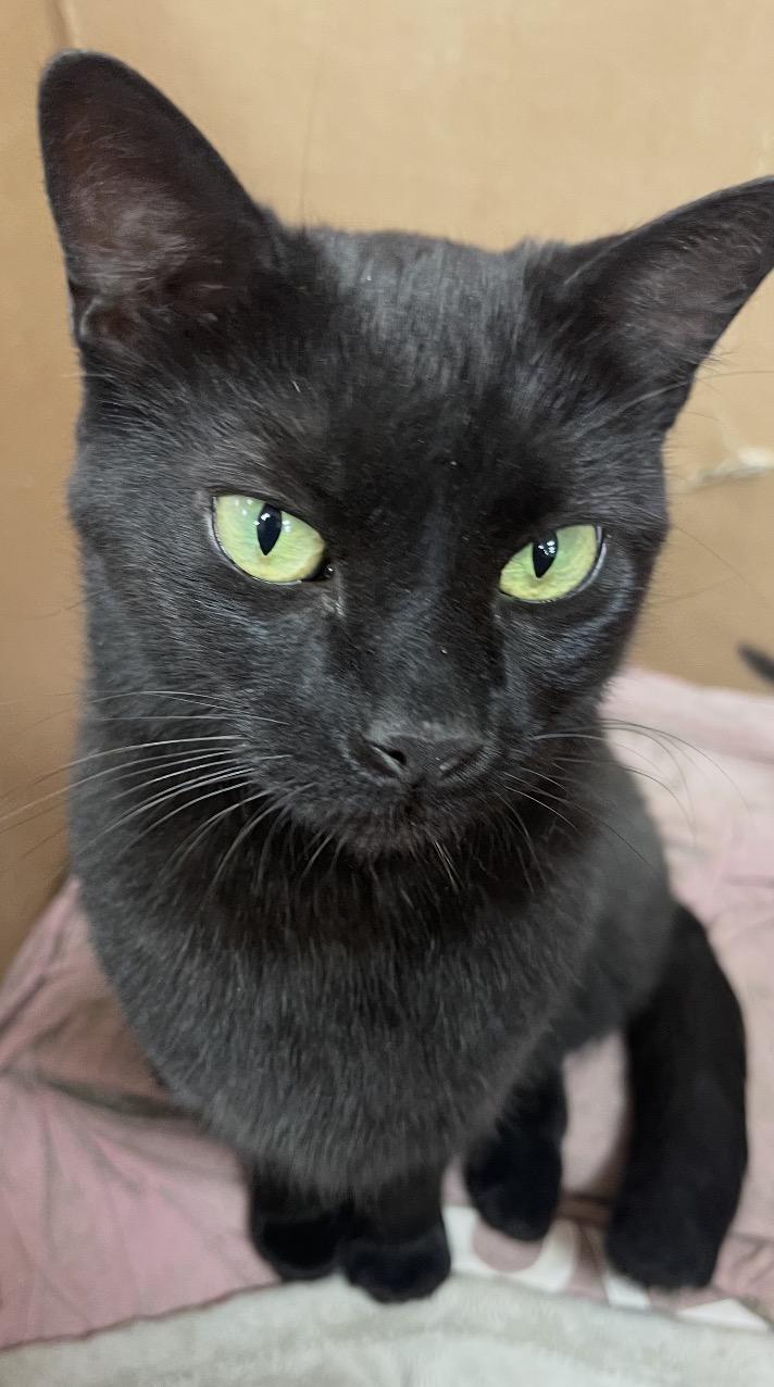 Enlarge Teresa ( sweet and friendly), a Adoptable Domestic Short Hair in Staten island, NY image 5/6