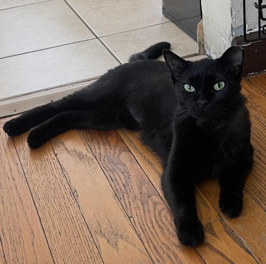 Enlarge Teresa ( sweet and friendly), a Adoptable Domestic Short Hair in Staten island, NY image 1/6