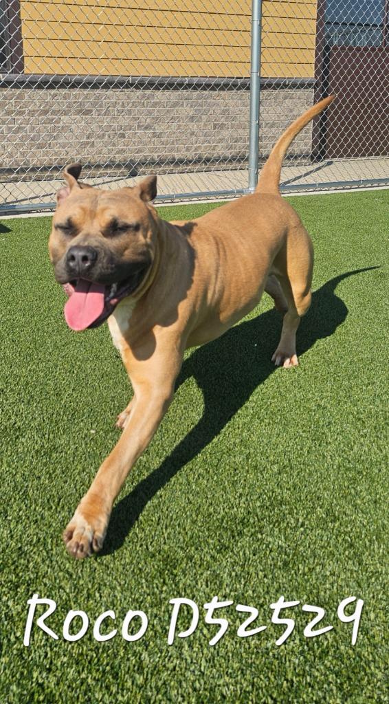 Enlarge Roco, a Adoptable Mixed Breed in Clarksville, TN image 1/2