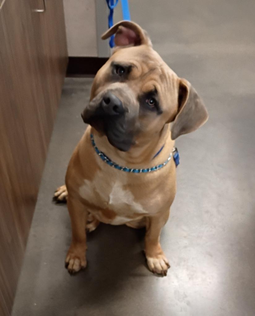 Enlarge Roco, a Adoptable Mixed Breed in Clarksville, TN image 2/2