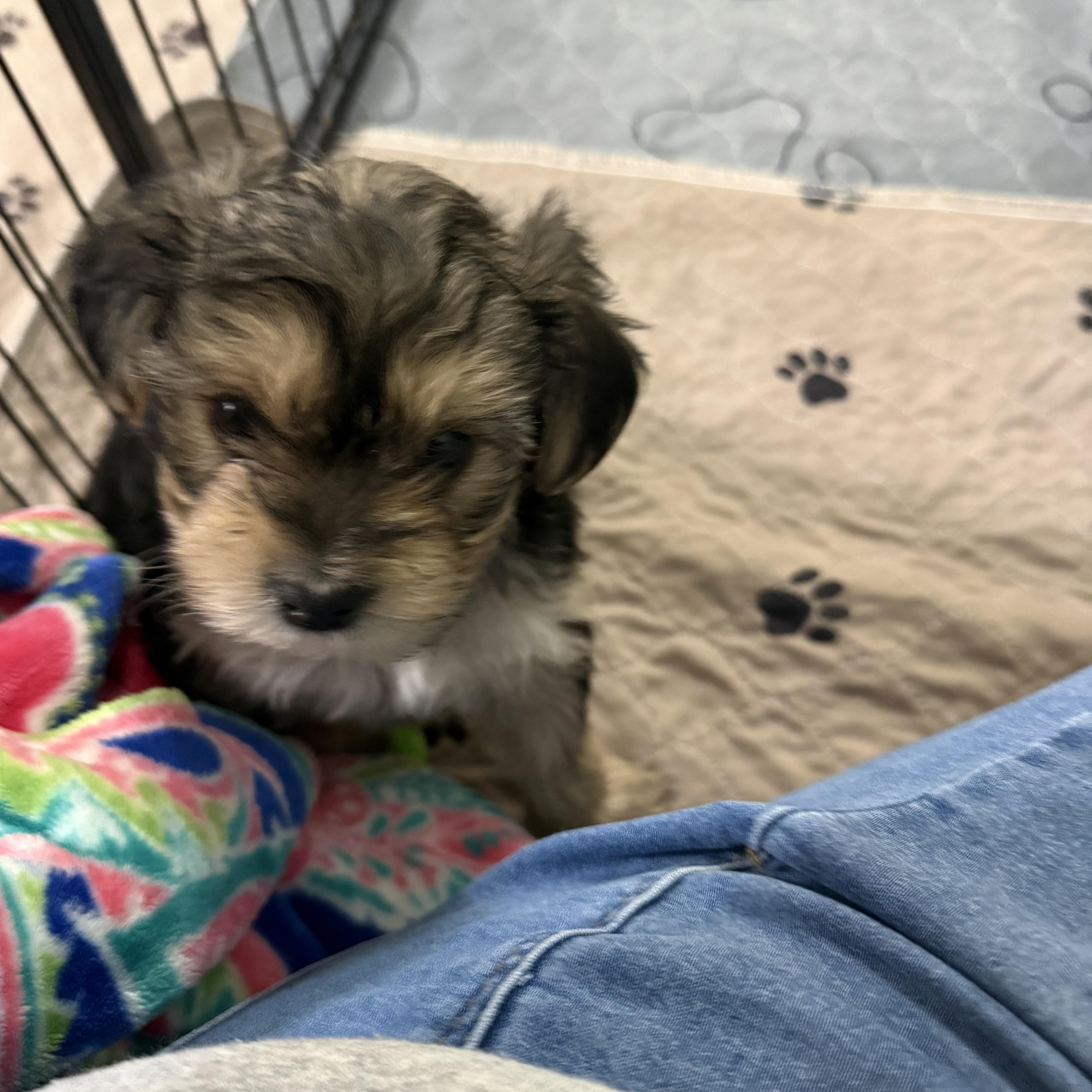 Enlarge Emerson, a ADOPTABLE Shorkie in Kings Mountain, NC image 5/6
