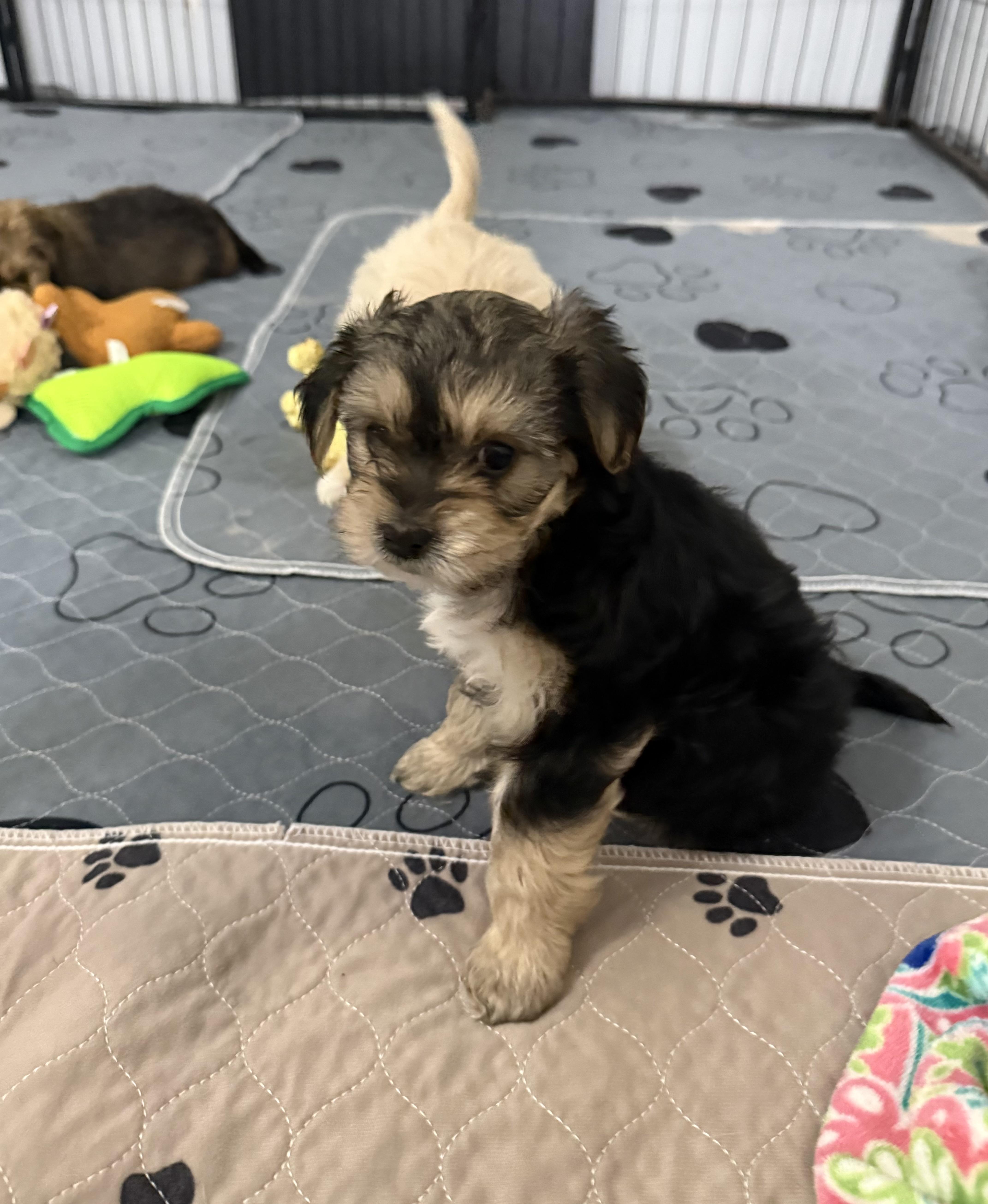 Enlarge Emerson, a ADOPTABLE Shorkie in Kings Mountain, NC image 3/6