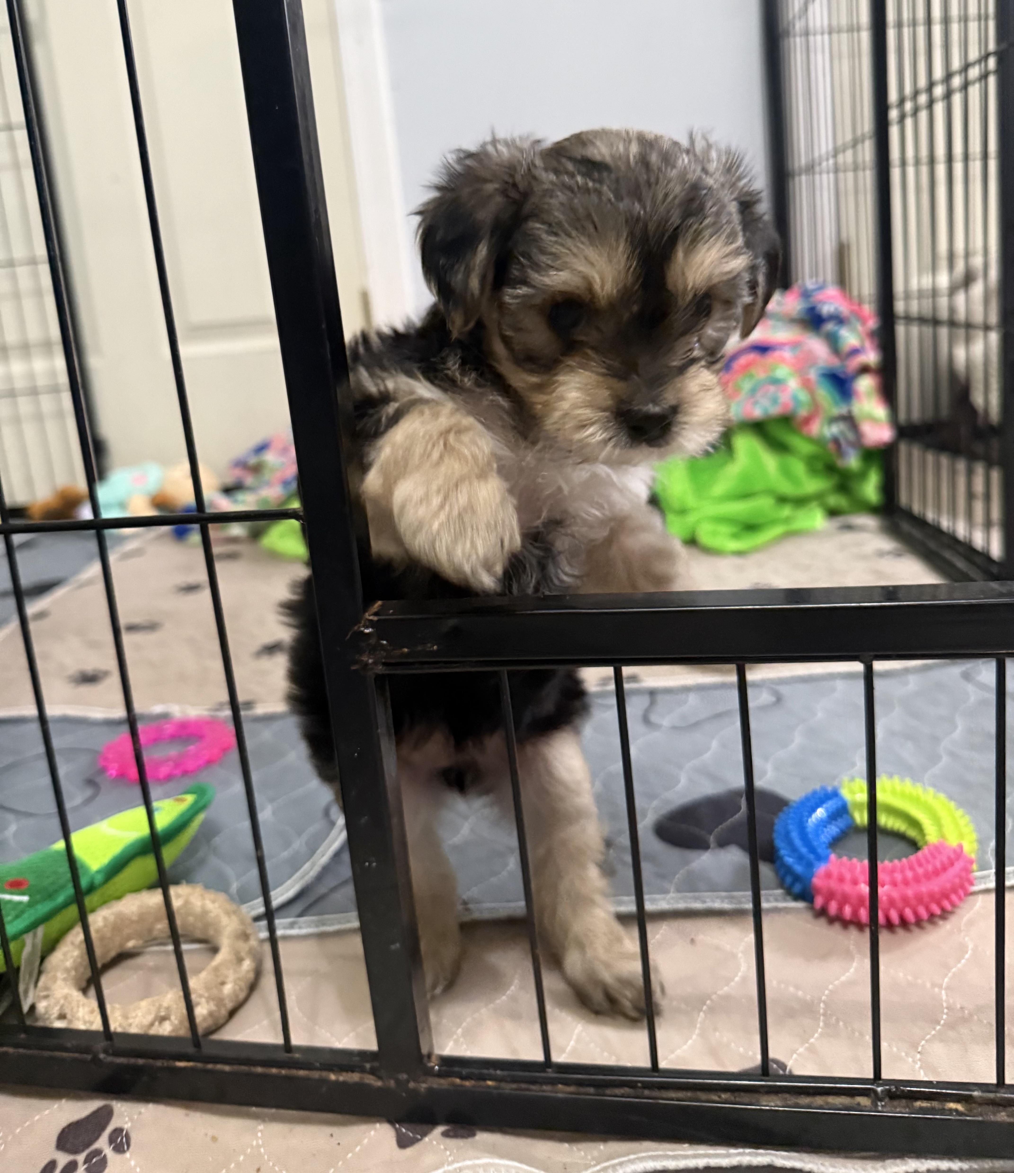 Enlarge Emerson, a ADOPTABLE Shorkie in Kings Mountain, NC image 2/6
