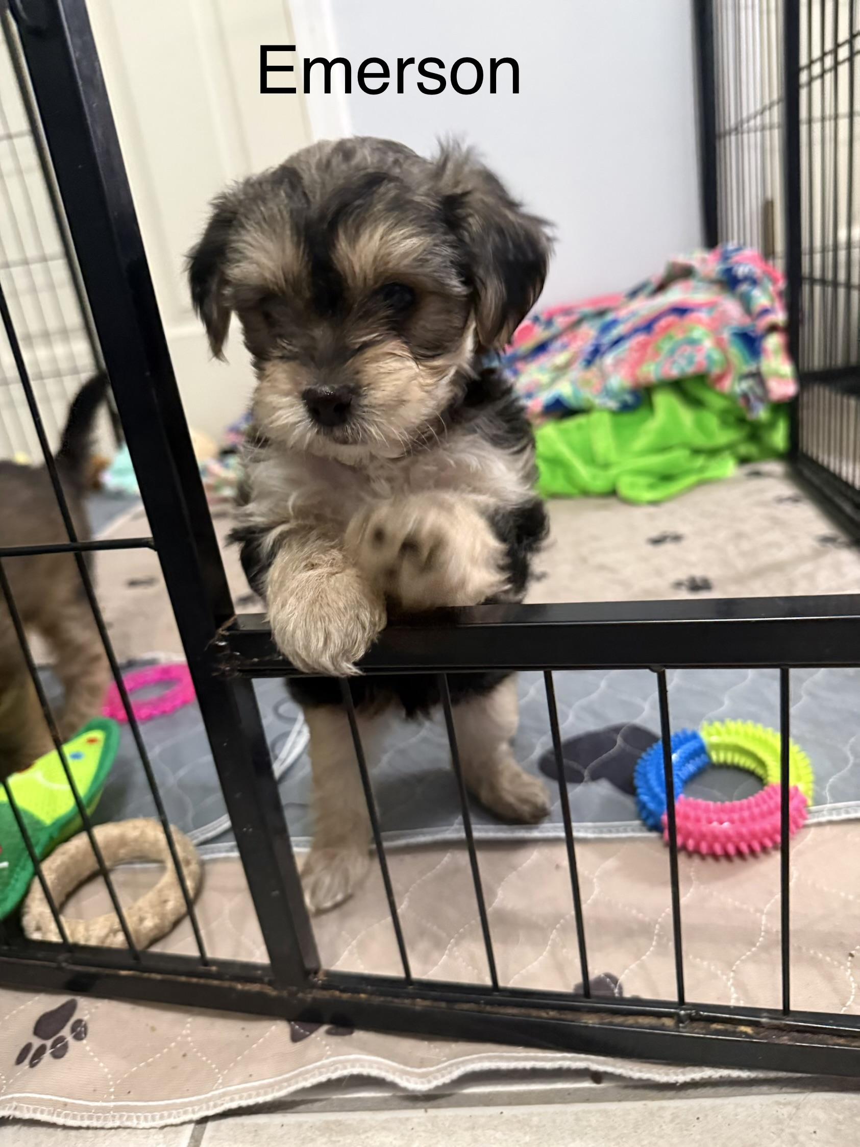 Enlarge Emerson, a ADOPTABLE Shorkie in Kings Mountain, NC image 1/6