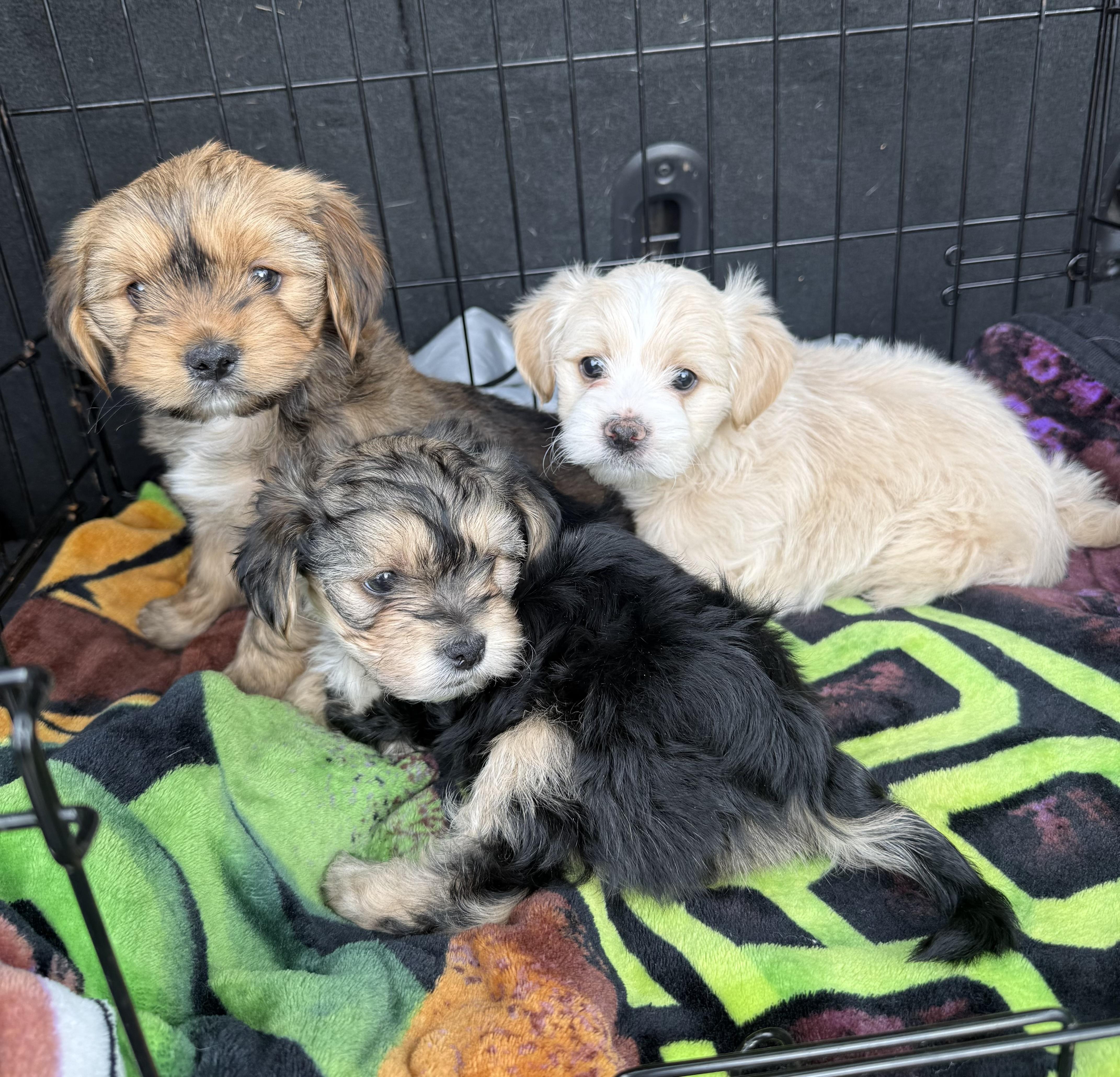 Enlarge Emerson, a ADOPTABLE Shorkie in Kings Mountain, NC image 6/6