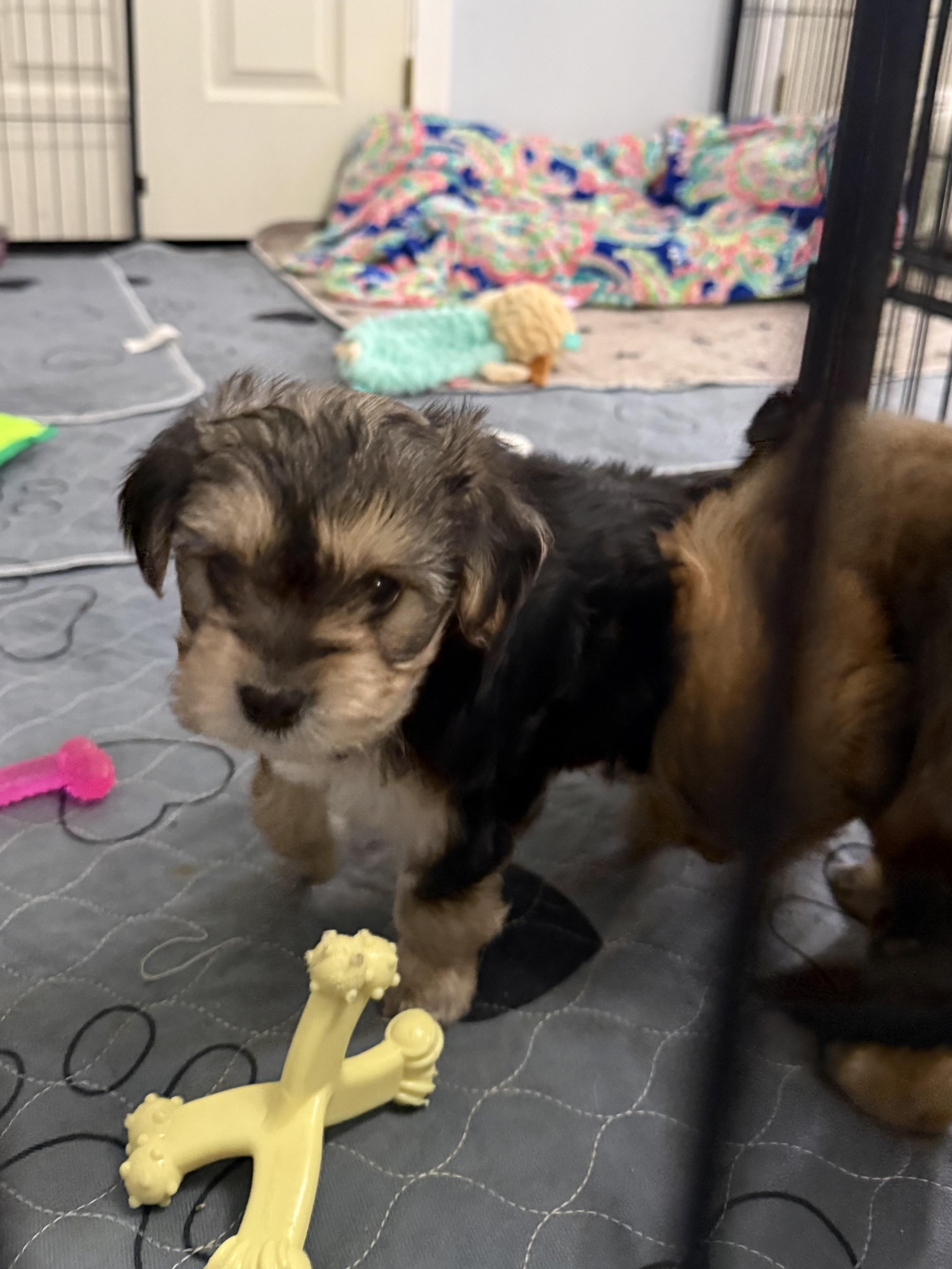 Enlarge Emerson, a ADOPTABLE Shorkie in Kings Mountain, NC image 4/6