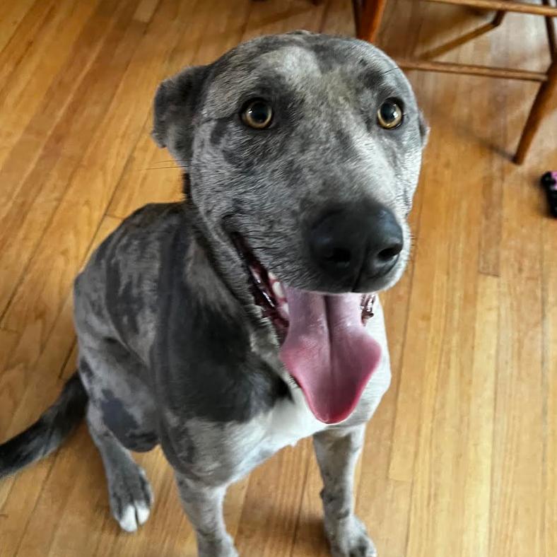 Enlarge Hopper, a Adoptable Catahoula Leopard Dog in Richmond, VA image 4/5