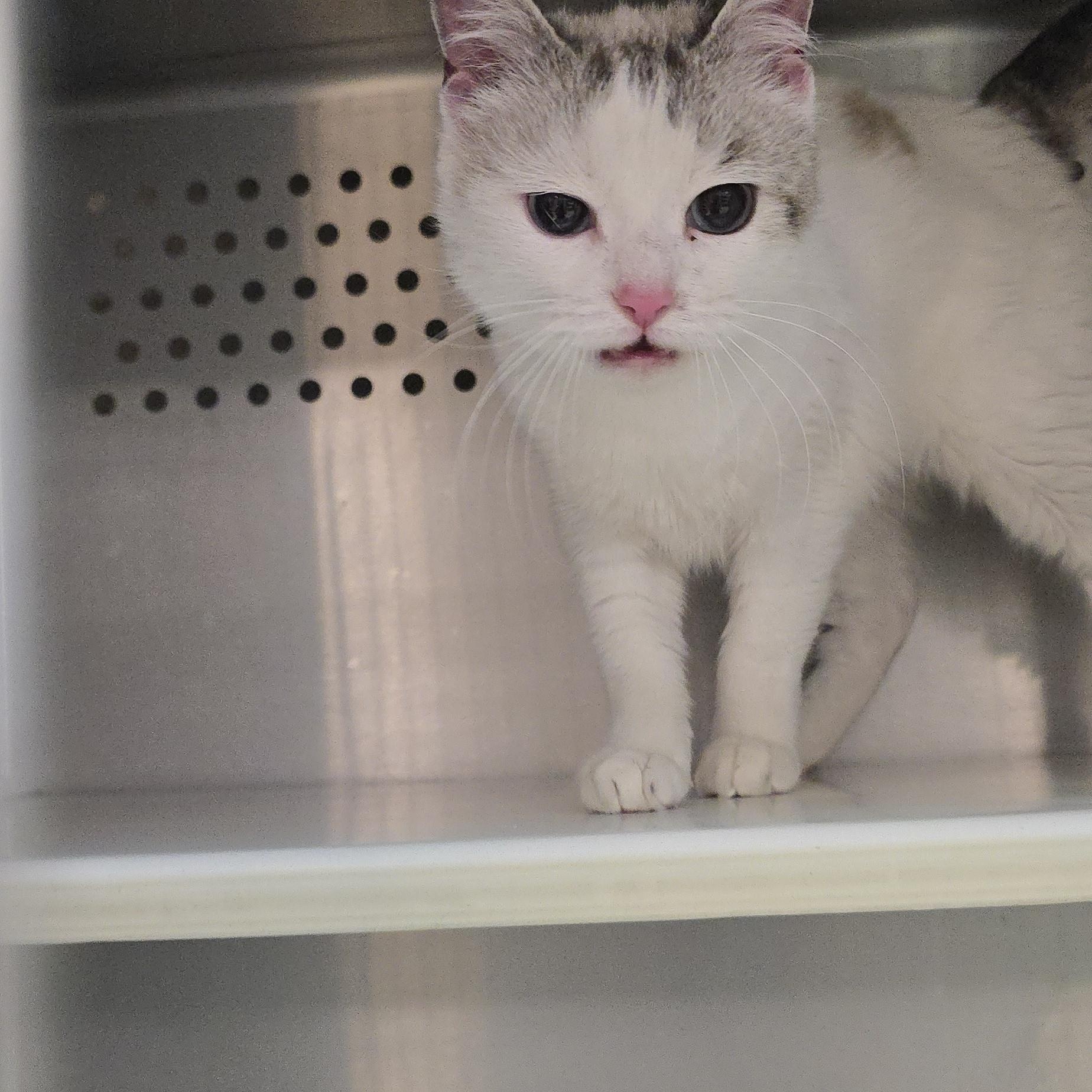 Enlarge Claire, an adopted Domestic Short Hair in Orange, VA image 1/1