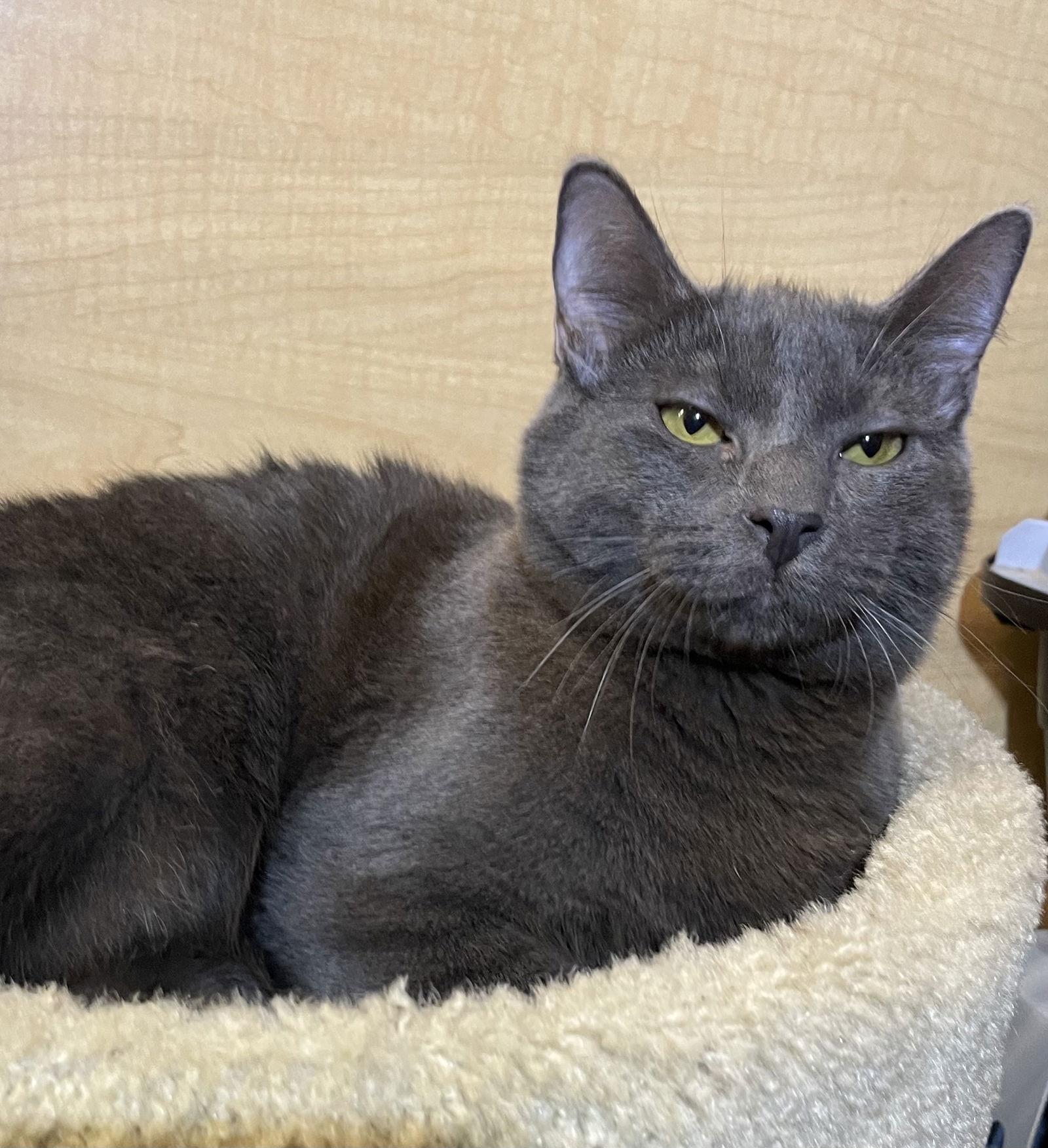 Shaw - Andrea foster, Adoptable, Young Male Domestic Short Hair.