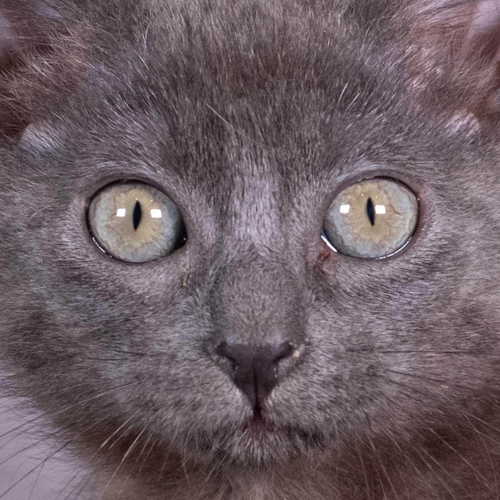 Enlarge Shaw - Andrea foster, a Adoptable Domestic Short Hair in Social Circle, GA image 2/3