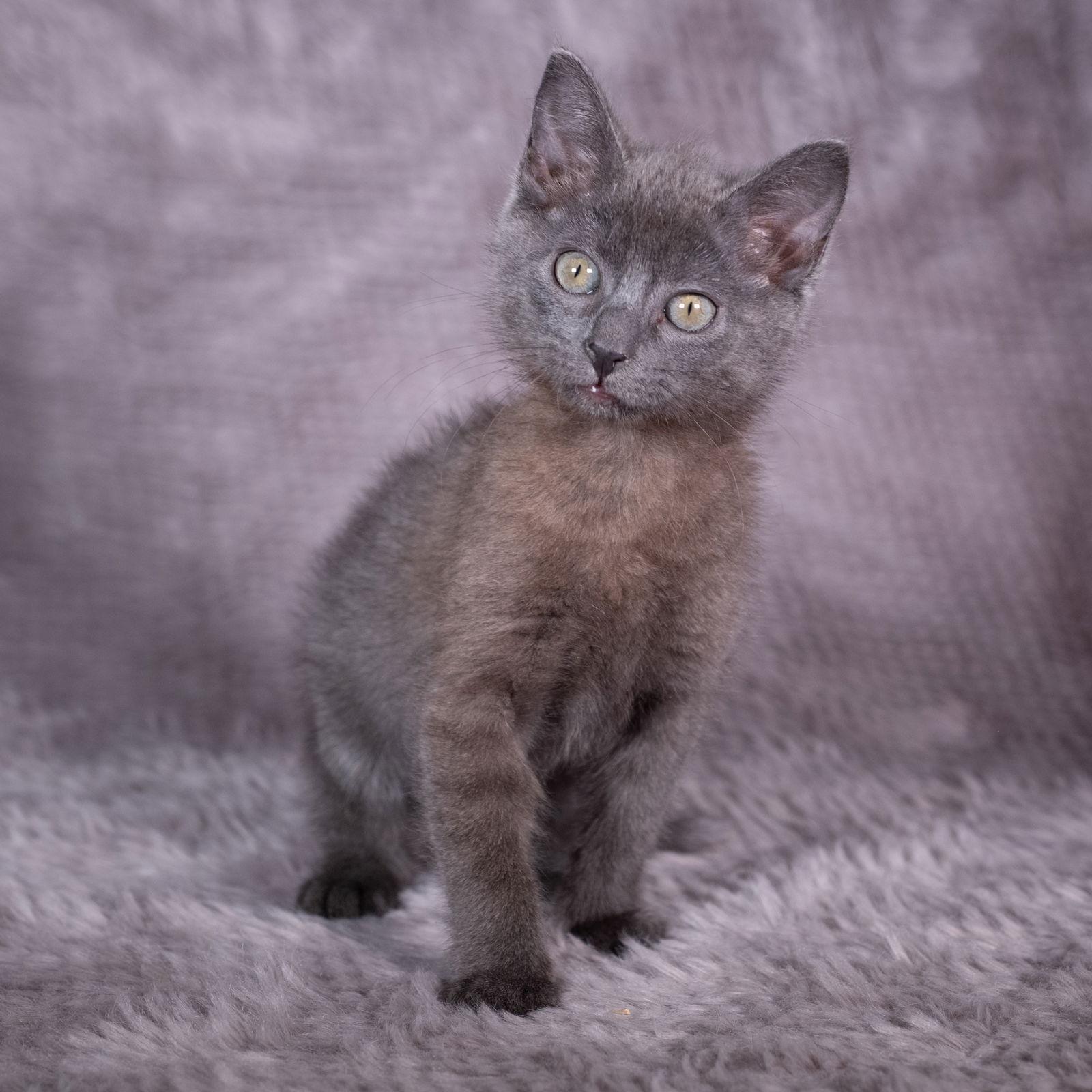 Enlarge Shaw - Andrea foster, a Adoptable Domestic Short Hair in Social Circle, GA image 3/3