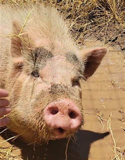 HAMILTON, Adoptable, Young Male Pig.