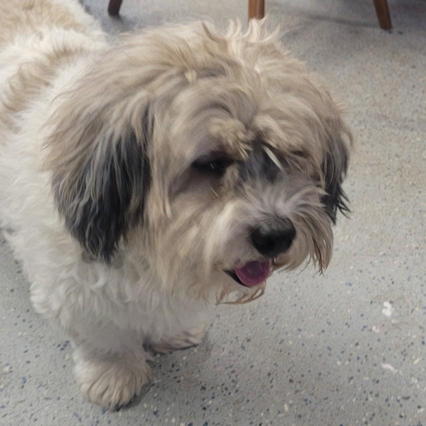 Enlarge Keifer, a ADOPTABLE mixed breed in Shawnee, KS image 2/2