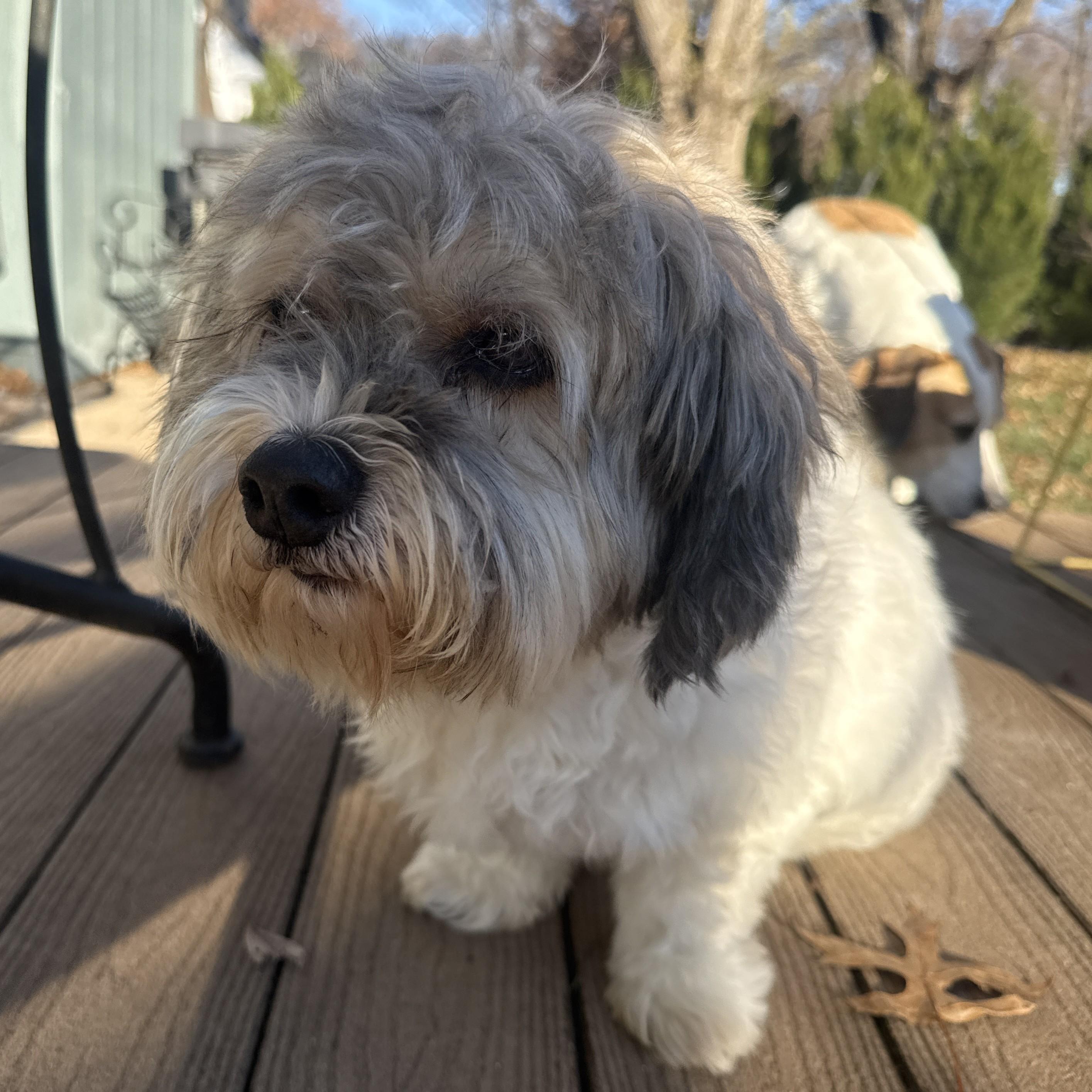 Keifer, ADOPTABLE, Senior Male Shih Tzu.