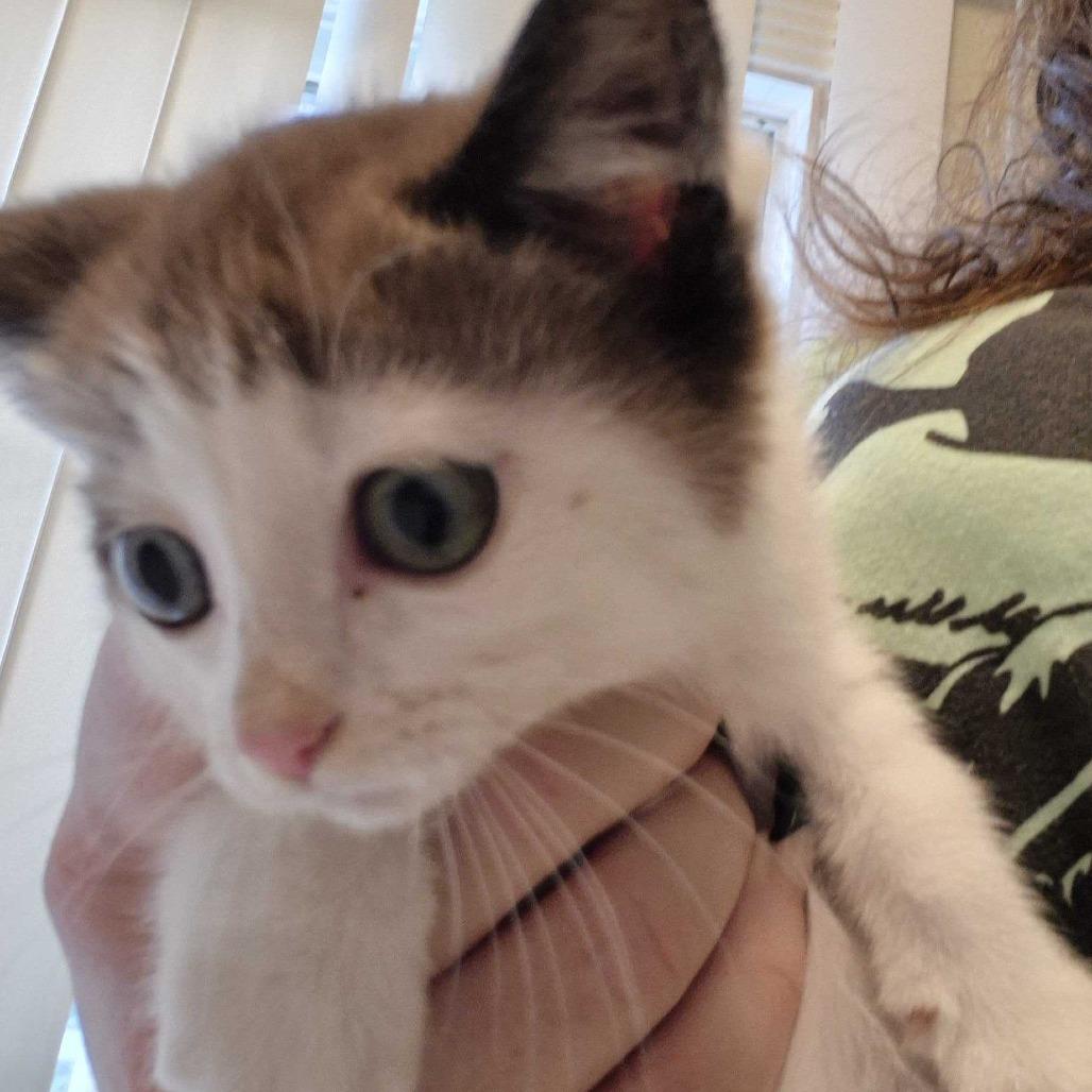 Enlarge Maze, a Adoptable Domestic Short Hair in Oak Hill, WV image 1/1