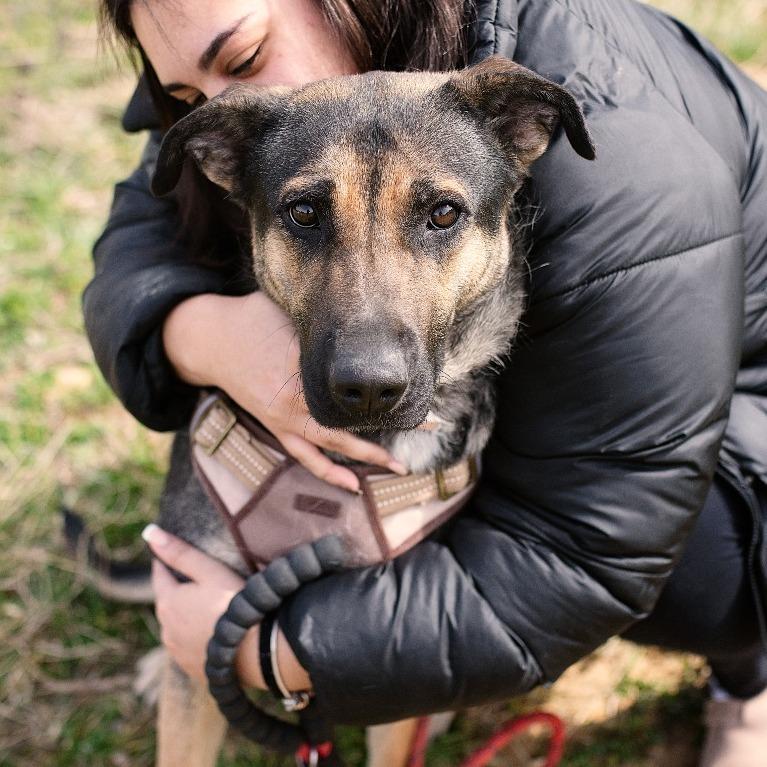 Suzy, Adoptable, Adult Female Shepherd & Mixed Breed.