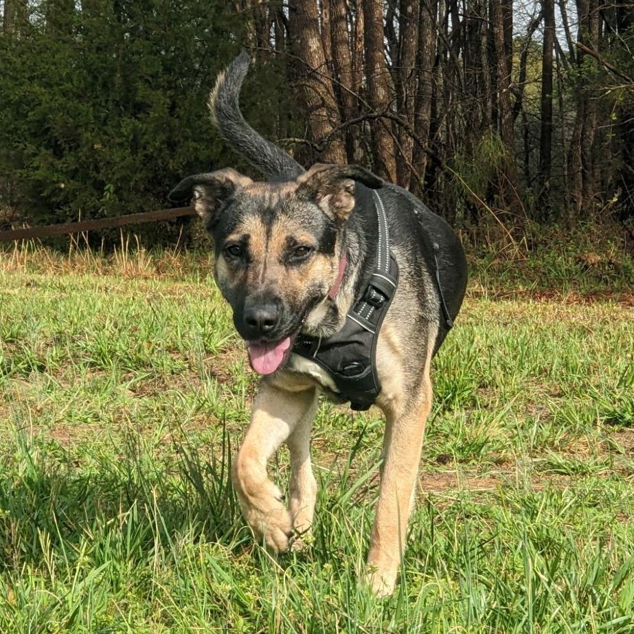 Suzy, a Adoptable mixed breed in Chapel Hill, NC image 2/6