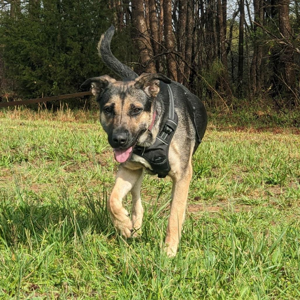 Suzy, Adoptable, Adult Female Shepherd & Mixed Breed.