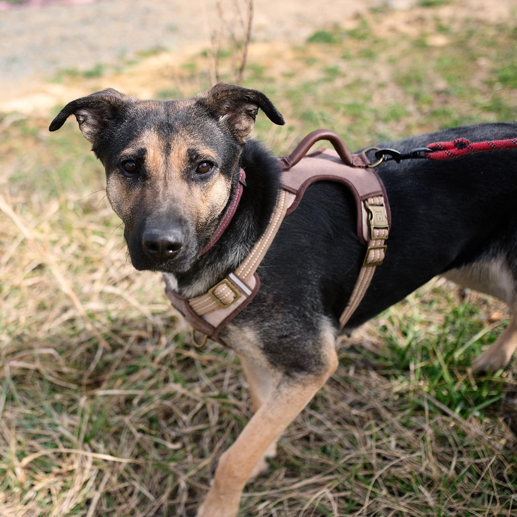 Enlarge Suzy, a Adoptable mixed breed in Chapel Hill, NC image 2/6