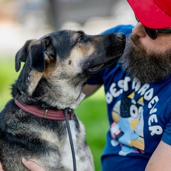 Suzy, a Adoptable mixed breed in Chapel Hill, NC image 3/6