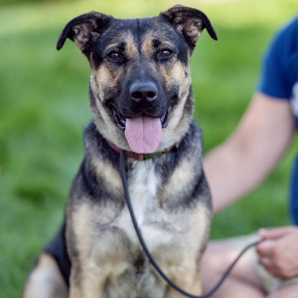 Enlarge Suzy, a Adoptable mixed breed in Chapel Hill, NC image 4/6