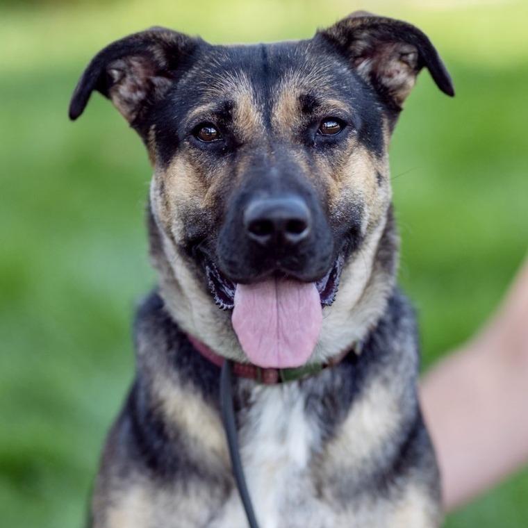 Suzy, a Adoptable mixed breed in Chapel Hill, NC image 4/6
