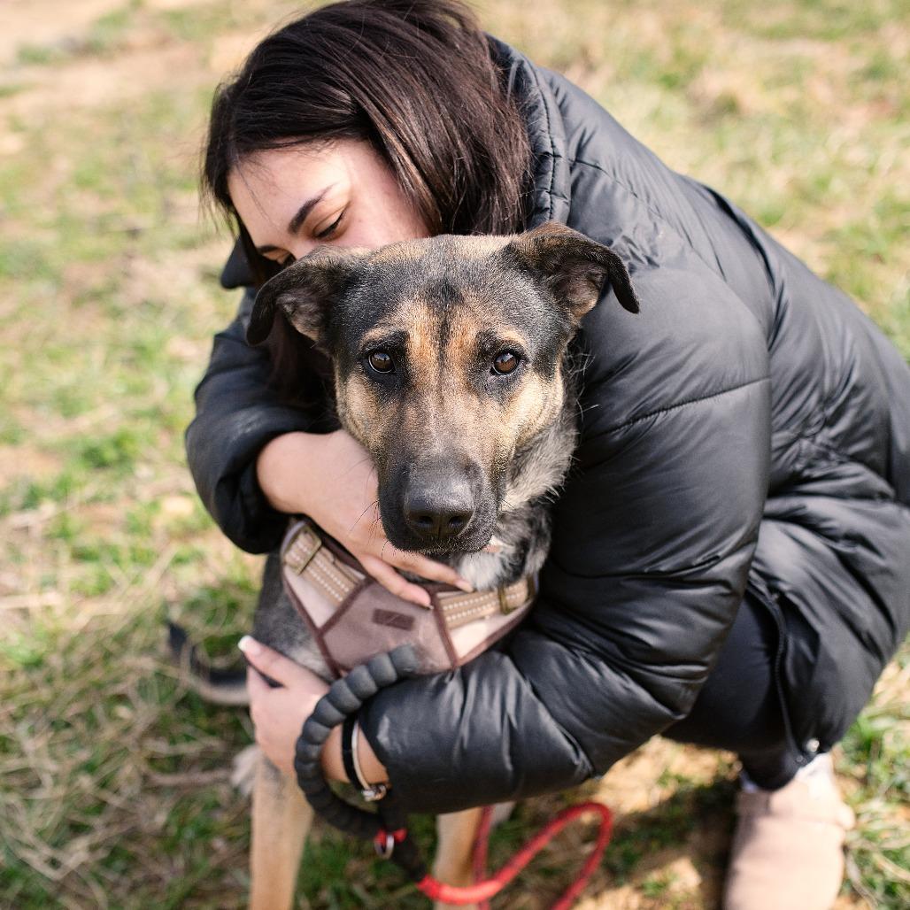 Enlarge Suzy, a Adoptable mixed breed in Chapel Hill, NC image 5/6