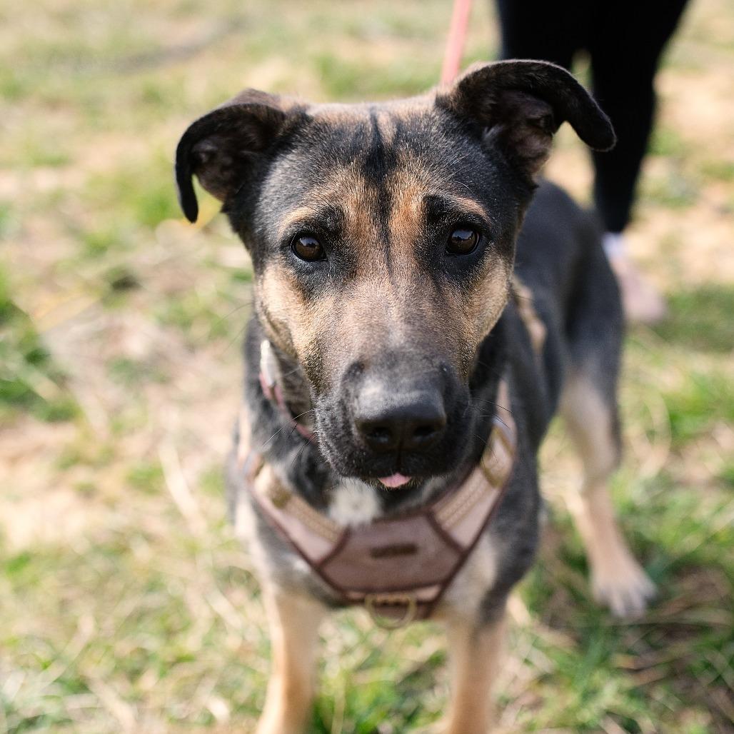 Suzy, a Adoptable mixed breed in Chapel Hill, NC image 5/6