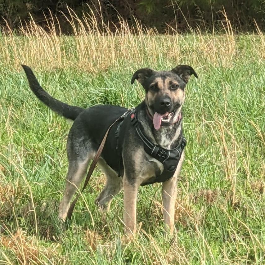 Suzy, a Adoptable mixed breed in Chapel Hill, NC image 6/6