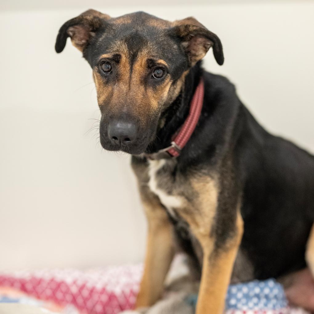 Enlarge Suzy, a Adoptable mixed breed in Chapel Hill, NC image 6/6