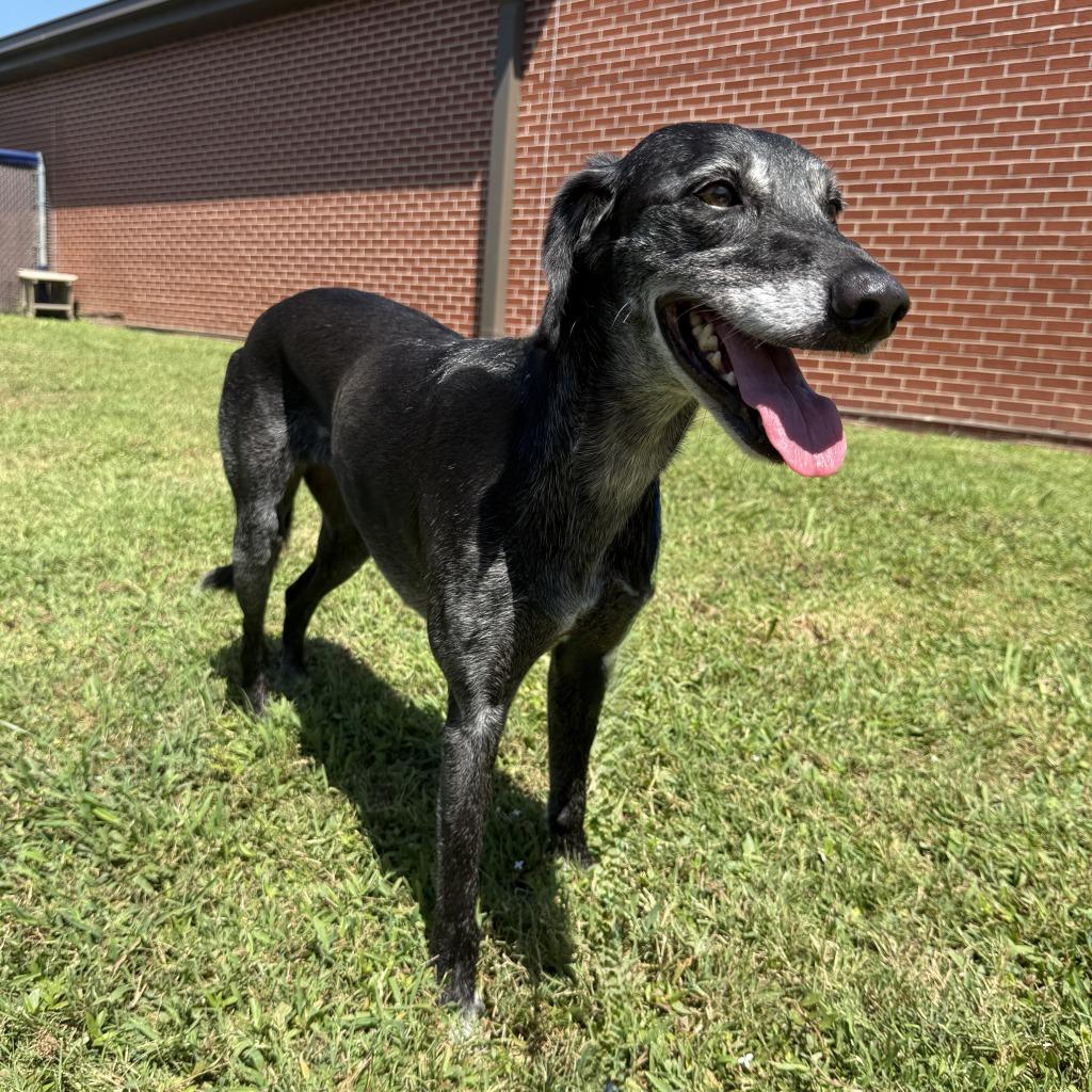 Tula, a Adoptable mixed breed in Brenham, TX image 3/6