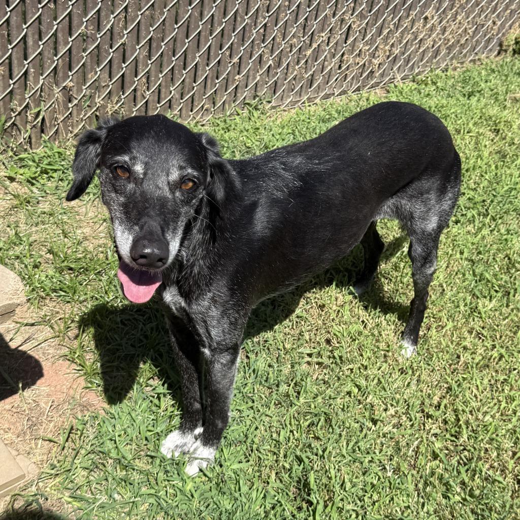 Tula, a Adoptable mixed breed in Brenham, TX image 4/6