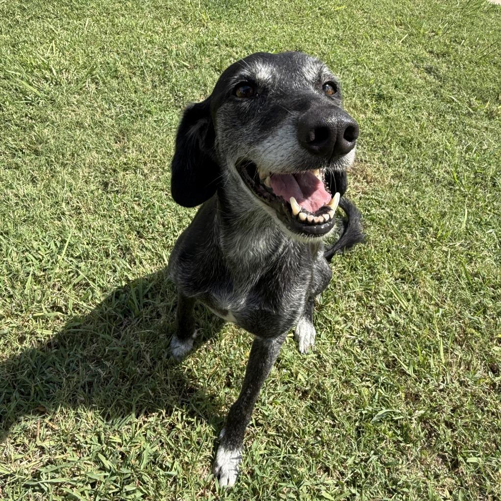 Tula, a Adoptable mixed breed in Brenham, TX image 1/6