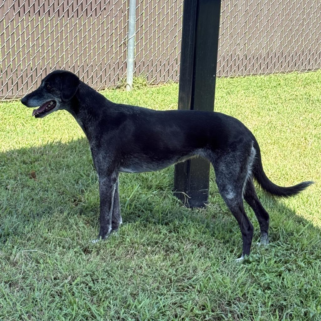 Tula, a Adoptable mixed breed in Brenham, TX image 5/6