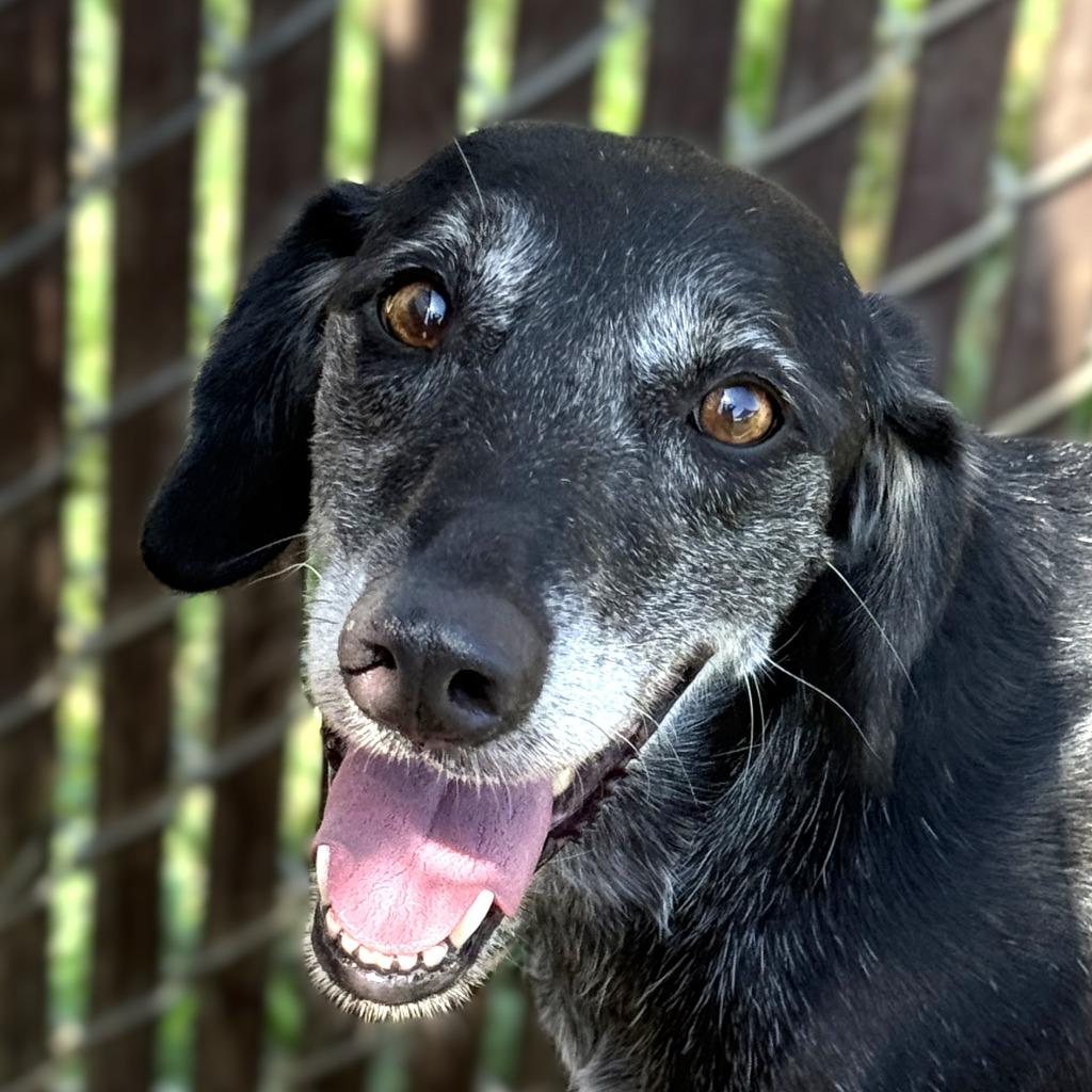 Tula, a Adoptable mixed breed in Brenham, TX image 2/6