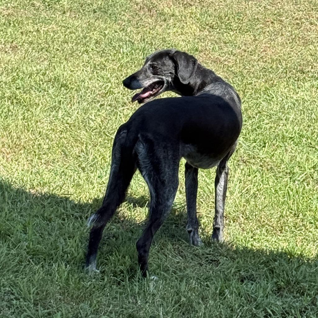 Tula, a Adoptable mixed breed in Brenham, TX image 6/6